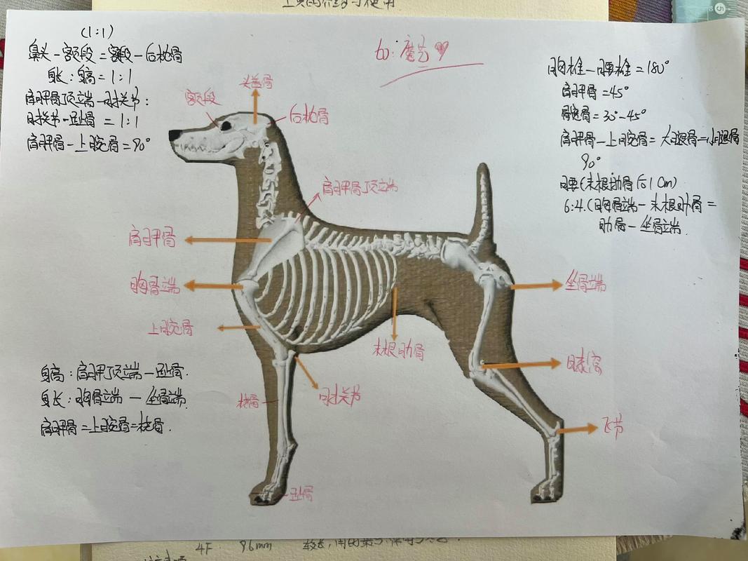 高清彩狗解剖图(狗解剖图) 高清彩狗解剖图(狗解剖图)