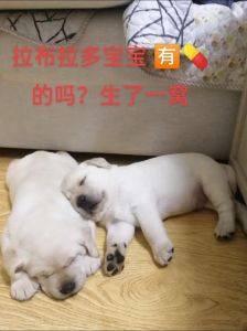 近亲繁殖危害大，绝育最保险！（同一窝狗狗能不能繁殖）