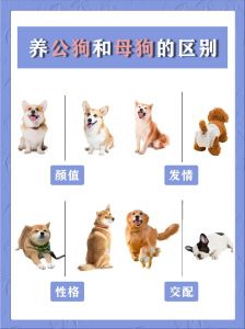 公狗母狗看家护院优缺点（公狗和母狗哪个更适合看家护院）