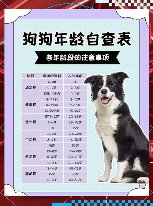 狗狗牙齿看年龄,科学喂养助长寿(怎么看狗狗的年龄图解) 狗狗牙齿看年龄,科学喂养助长寿(怎么看狗狗的年龄图解)