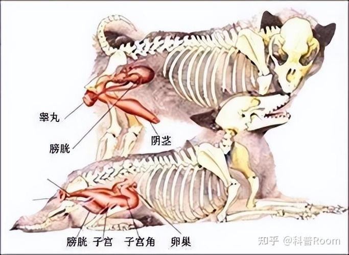狗狗交配背靠背,提高受孕率!(狗狗为什么会卡在一起结构图配) 狗狗交配背靠背,提高受孕率!(狗狗为什么会卡在一起结构图配)