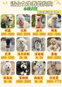 陪伴健康减压增安全感（女生养大狗的好处）