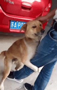狗狗抱腿原因及应对（狗狗一直抱腿耍流氓是为什么）