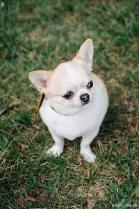 吉娃娃博美阿芬平斯澈犬等可爱宠物（哪种狗狗是世界上体型最小的狗）