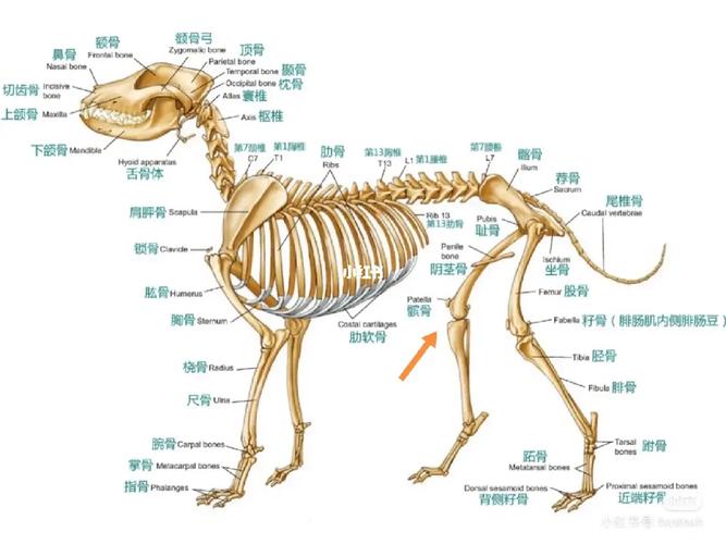 狗狗骨骼图及常见骨骼问题(狗的全身骨骼解剖图) 狗狗骨骼图及常见骨骼问题(狗的全身骨骼解剖图)
