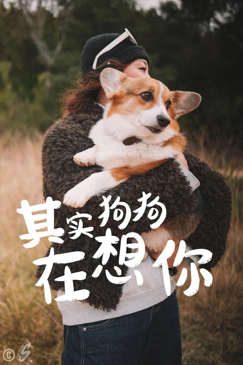 狗狗思念主人,眼神表达爱意,摇尾巴拥抱传递思念,摸头更安心(狗狗想念主人的三种表现) 狗狗思念主人,眼神表达爱意,摇尾巴拥抱传递思念,摸头更安心(狗狗想念主人的三种表现)