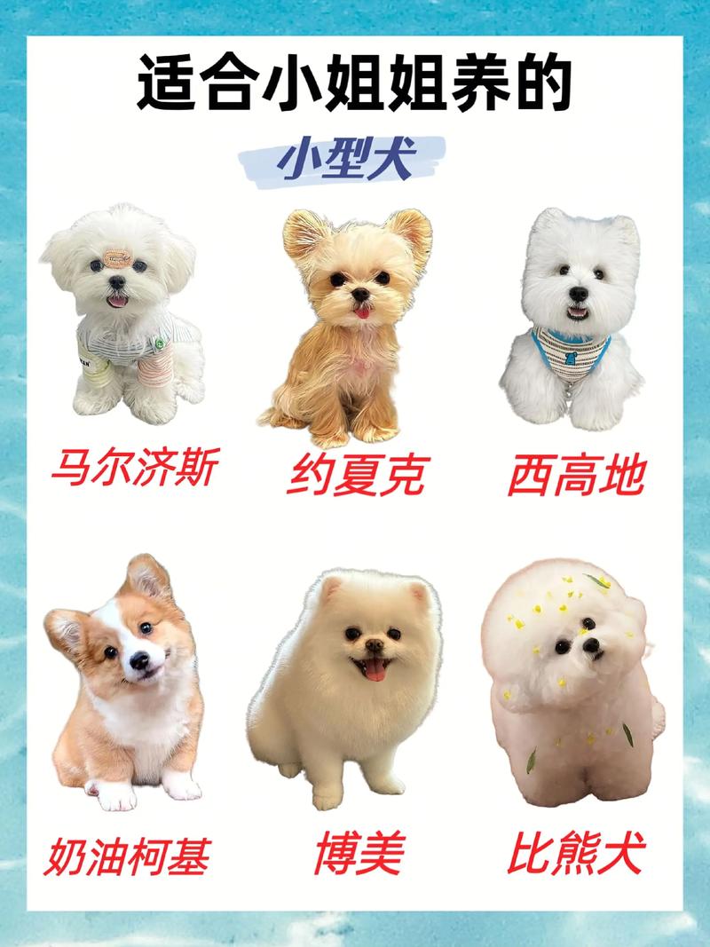 小型犬选哪个？看性格需求！（全世界最小的四种狗狗）