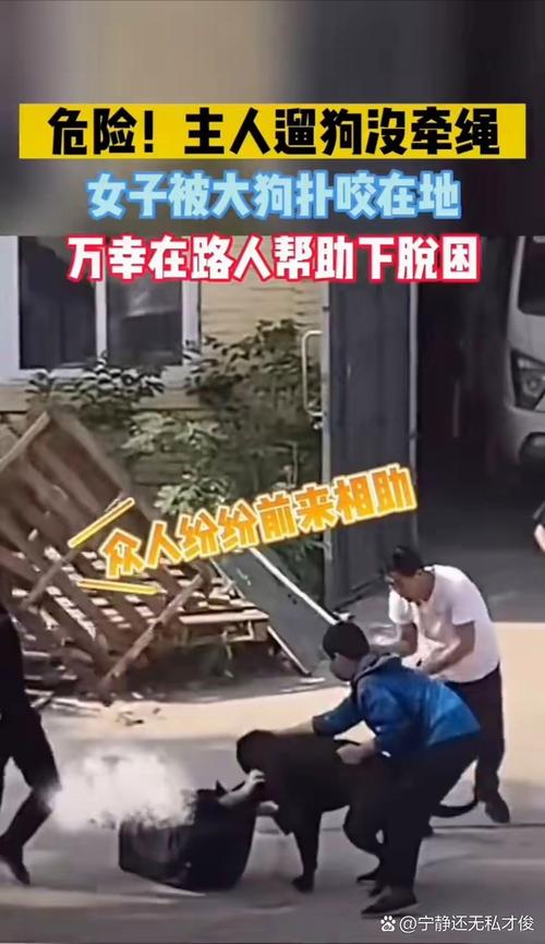 女子遛狗被发情犬扑倒 路人相助引文明养宠反思（山东遛狗女生被狗扑倒）