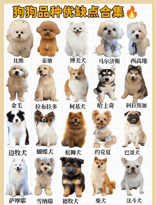 选对小型犬伴侣，活力健康好伙伴！（小品种狗有哪些）