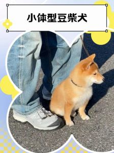 生命奇迹，值得尊重（体积最小的狗有多小）