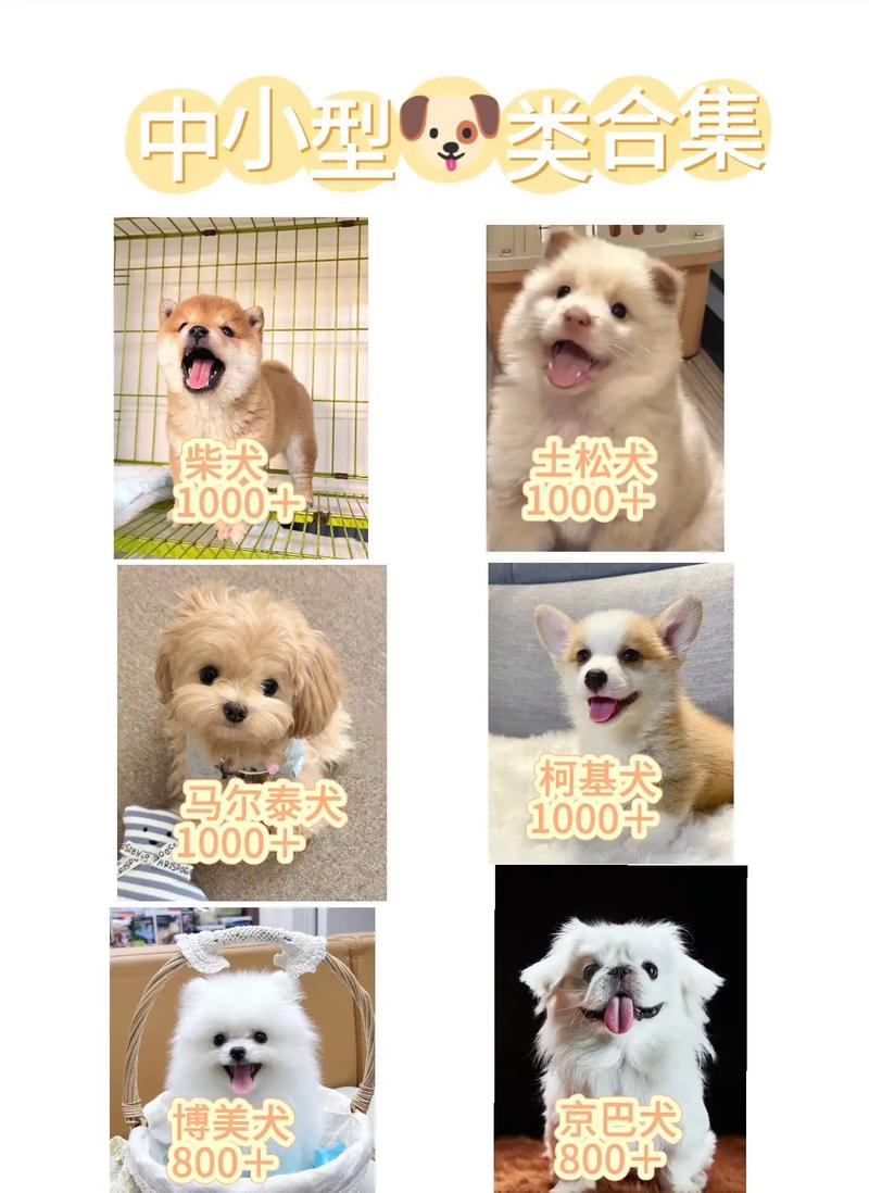 小鹿犬马尔济斯等6种萌宠推荐(比较小的狗的品种) 小鹿犬马尔济斯等6种萌宠推荐(比较小的狗的品种)