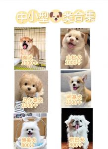 小鹿犬马尔济斯等6种萌宠推荐（比较小的狗的品种）