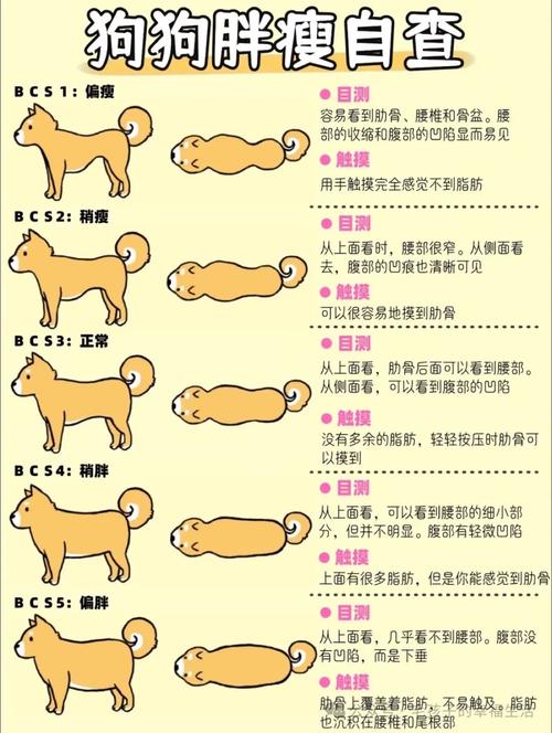 友善活泼,注意防寒防蜱虫(狗全身解析图) 友善活泼,注意防寒防蜱虫(狗全身解析图)