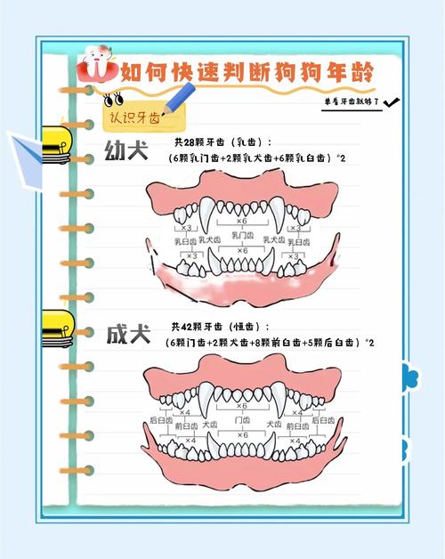 狗狗年龄看牙齿发育磨损(狗狗牙齿看年龄图解对照表) 狗狗年龄看牙齿发育磨损(狗狗牙齿看年龄图解对照表)