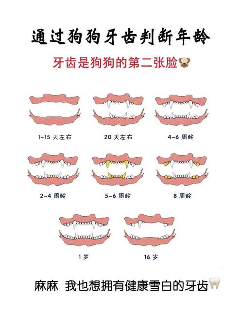 狗狗年龄看牙齿发育磨损(狗狗牙齿看年龄图解对照表) 狗狗年龄看牙齿发育磨损(狗狗牙齿看年龄图解对照表)