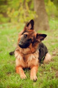 边境牧羊犬贵宾犬德国牧羊犬金毛寻回犬杜宾犬（世界最聪敏的狗品种）