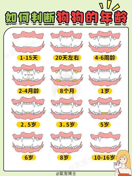 狗狗年龄看牙齿发育磨损(狗狗牙齿看年龄图解对照表) 狗狗年龄看牙齿发育磨损(狗狗牙齿看年龄图解对照表)