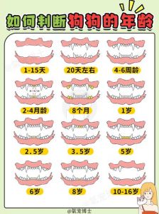 狗狗年龄看牙齿发育磨损（狗狗牙齿看年龄图解对照表）