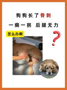 遛狗减压健身，狗狗是老人好伴侣，防止走失要训练带标识（狗的器官有倒刺图片）