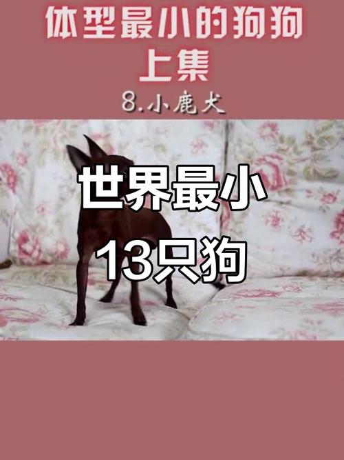 小型犬优点及性格解析(什么狗狗的体型最小) 小型犬优点及性格解析(什么狗狗的体型最小)