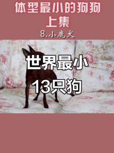 小型犬优点及性格解析（什么狗狗的体型最小）
