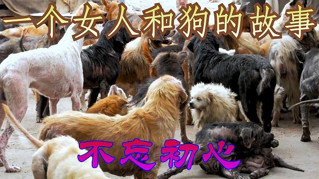 平顶山女生被狗袭引关注，流浪狗管理引争议（打入了一个女人狗狗群就深入调查）