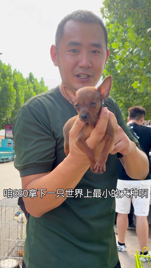 小巧活泼的亲人宠物(世界上品种最小的狗) 小巧活泼的亲人宠物(世界上品种最小的狗)