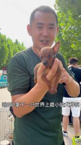 小巧活泼的亲人宠物（世界上品种最小的狗）