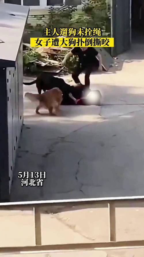 女子遛狗被发情犬扑倒 路人相助引文明养宠反思（山东遛狗女生被狗扑倒）