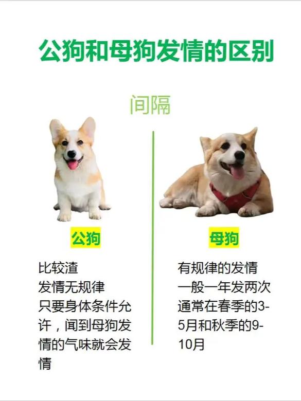 狗狗对主人的深厚情感与默契(狗对主人是一种怎样的感情) 狗狗对主人的深厚情感与默契(狗对主人是一种怎样的感情)