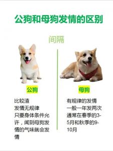 狗狗对主人的深厚情感与默契（狗对主人是一种怎样的感情）