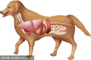 高清犬解剖图解，兽医爱好者必备生理宝库（狗的器官解剖图片大全）