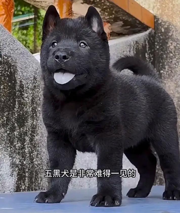 黑狗辟邪反被怕?其实超温顺!(为什么黑色的狗不能养) 黑狗辟邪反被怕?其实超温顺!(为什么黑色的狗不能养)