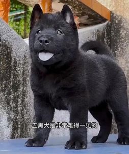 黑狗辟邪反被怕？其实超温顺！（为什么黑色的狗不能养）