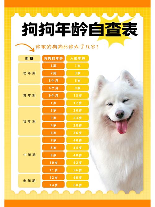 狗狗年龄换算器,轻松知道它相当于多少岁!(狗年龄换算人类) 狗狗年龄换算器,轻松知道它相当于多少岁!(狗年龄换算人类)