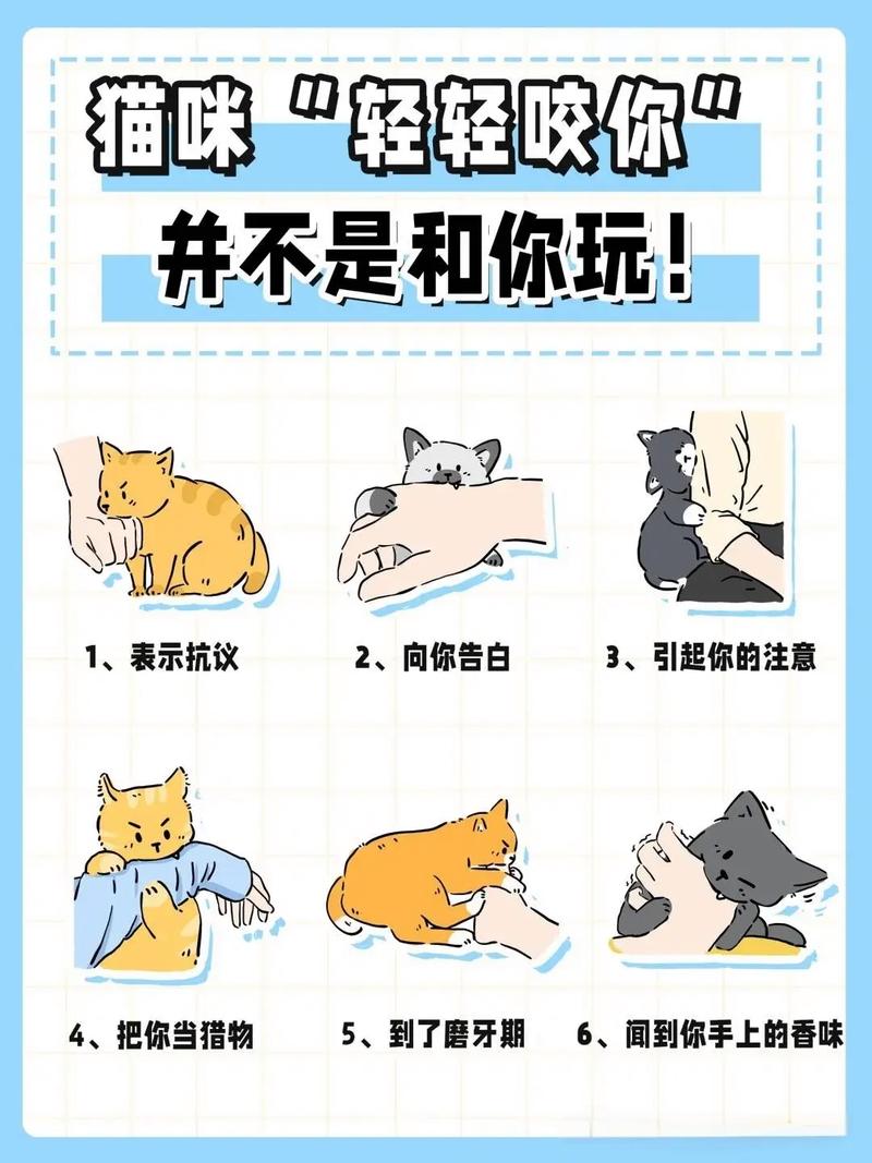 猫咪爱主人,亲近互动,只吃主人的饭(如何了解猫咪对主人的感情这才是真爱) 猫咪爱主人,亲近互动,只吃主人的饭(如何了解猫咪对主人的感情这才是真爱)