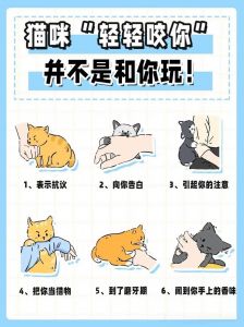 猫咪爱主人，亲近互动，只吃主人的饭（如何了解猫咪对主人的感情这才是真爱）