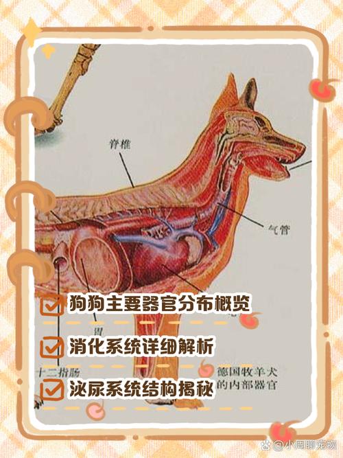 高清彩狗解剖图(狗解剖图) 高清彩狗解剖图(狗解剖图)