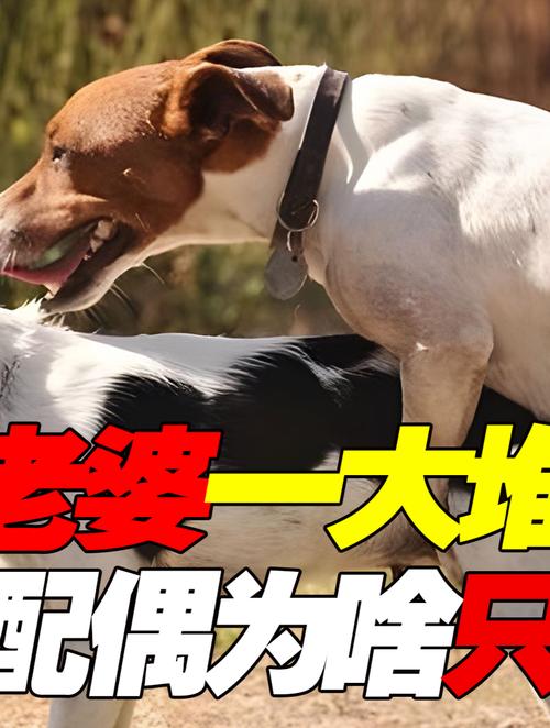 婚姻困境，狗狗成导火索？（发现妻子与狗狗有关系）