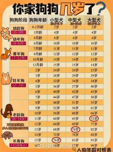 狗狗年龄看牙齿表情毛发（狗的年龄）