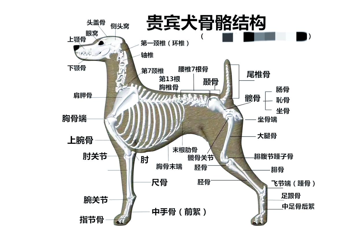 关爱狗狗,关注细节,健康生活(狗的全身解剖图) 关爱狗狗,关注细节,健康生活(狗的全身解剖图)