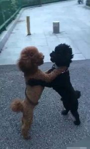狗狗发情乱窜伤人谁负责？主人责任与处理方法（狗狗发情的时候女主人竟显得这样尴尬）