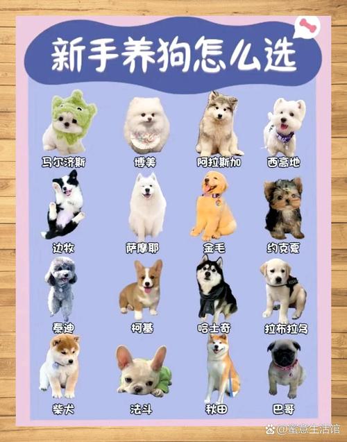 选对狗狗,幸福相伴!(哪个品种的狗适合女人) 选对狗狗,幸福相伴!(哪个品种的狗适合女人)