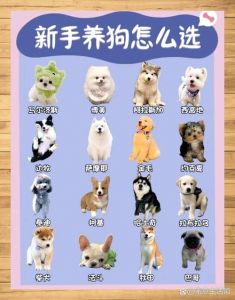 选对狗狗，幸福相伴！（哪个品种的狗适合女人）