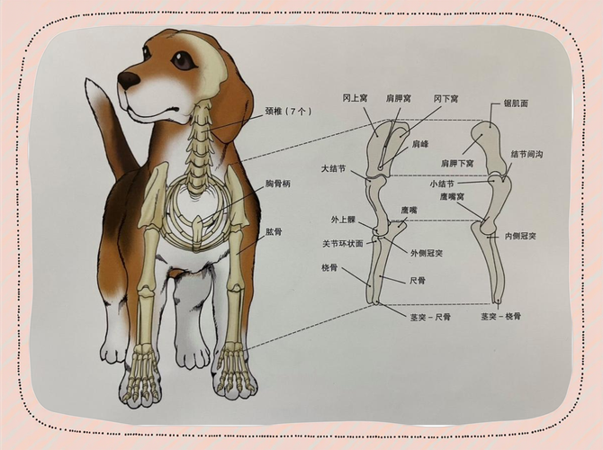 友善活泼,注意防寒防蜱虫(狗全身解析图) 友善活泼,注意防寒防蜱虫(狗全身解析图)