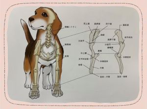 友善活泼，注意防寒防蜱虫（狗全身解析图）