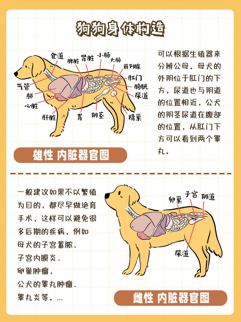 健康护理与行为解读(狗狗解刨图) 健康护理与行为解读(狗狗解刨图)