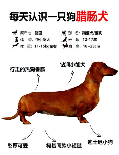 友善活泼,注意防寒防蜱虫(狗全身解析图) 友善活泼,注意防寒防蜱虫(狗全身解析图)