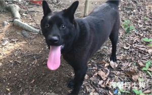 中华田园犬忠诚守护，五黑犬是优秀代表，值得关爱（中华田园犬大黑狗）