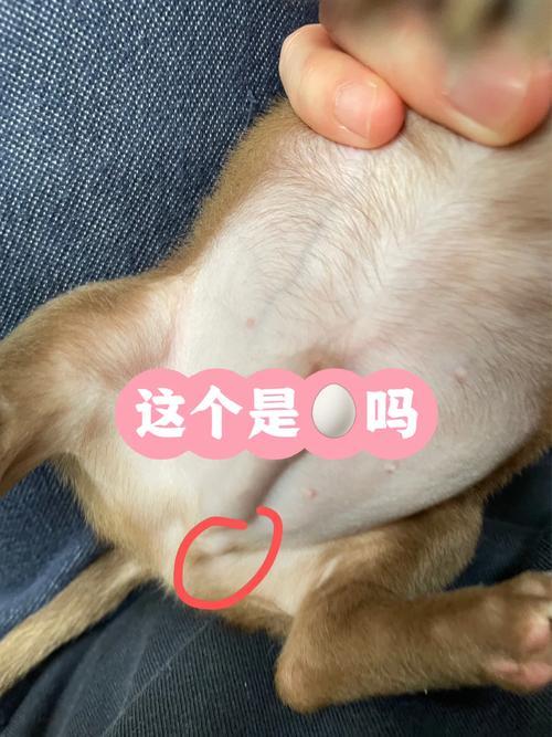 结构健康与护理(公狗繁殖部位实物图) 结构健康与护理(公狗繁殖部位实物图)